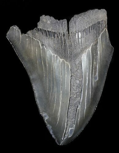Serrated Fossil Megalodon Tooth - Cyber Monday Deal! #52996